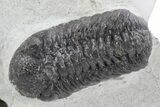 Detailed Austerops Trilobite - Ofaten, Morocco #356920-1